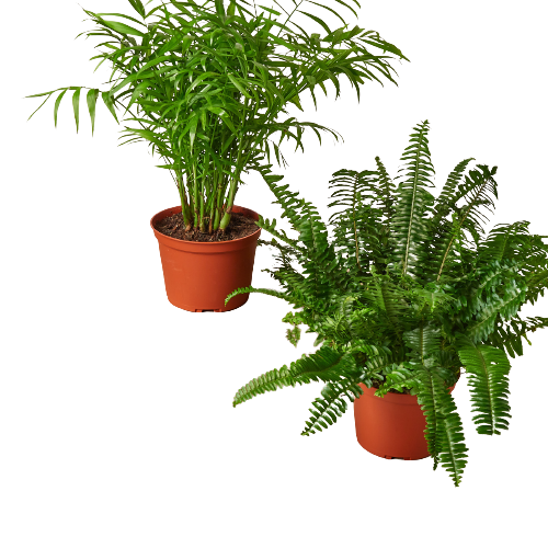 2 pack 6" Pet-Friendly Plants Premium Subscription box