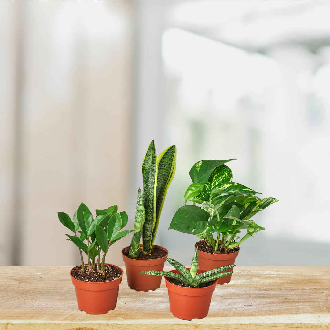 Office Jungle Subscription Box