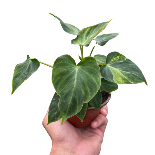 Philodendron 'Verrucosum'