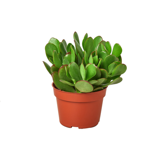 Succulent Monthly Subscription Box