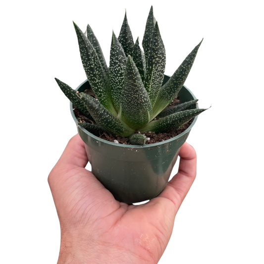 Succulent Gasteria Durban