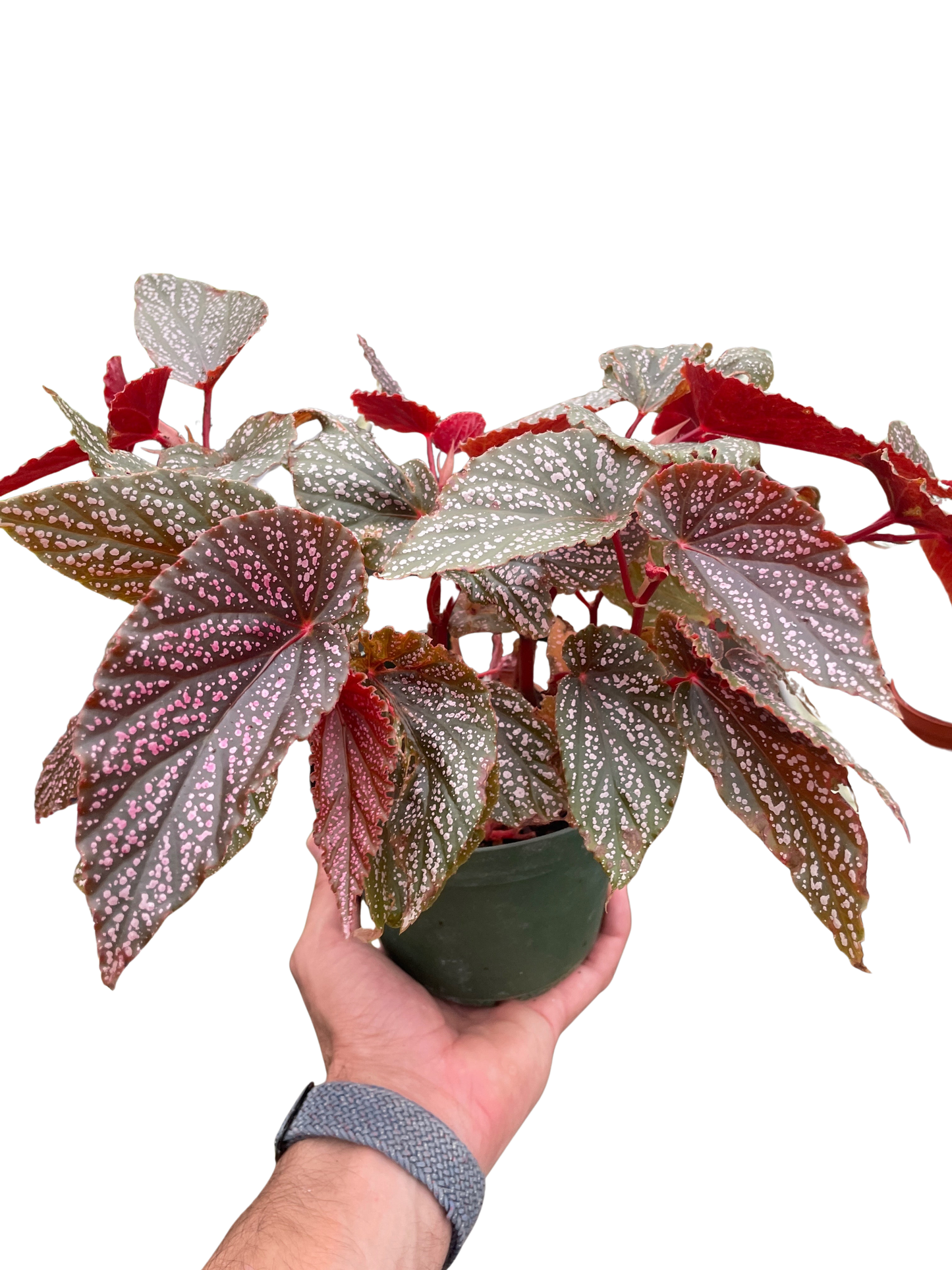 Begonia Pink Angel Wing