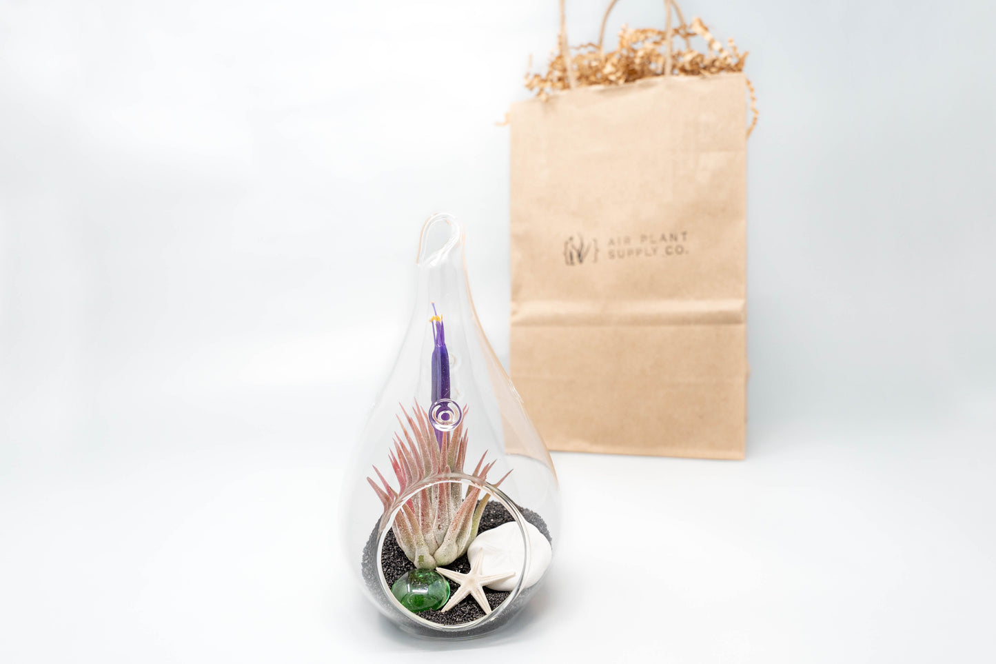 Gift Wrapped Terrarium Kits with Tillandsia Air Plants