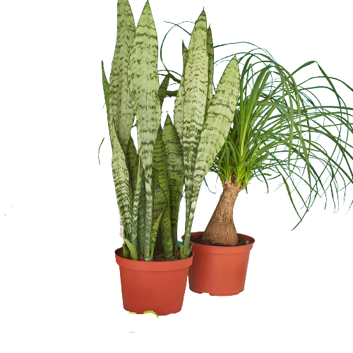 2 pack 6" Indoor Plants Premium Subscription box