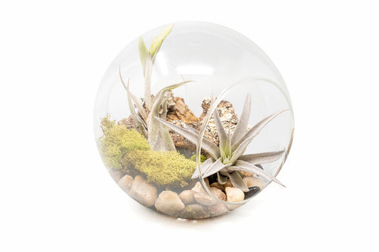 Large Hand-Blown Glass Terrarium with Tillandsia Caput Medusae & Harrisii