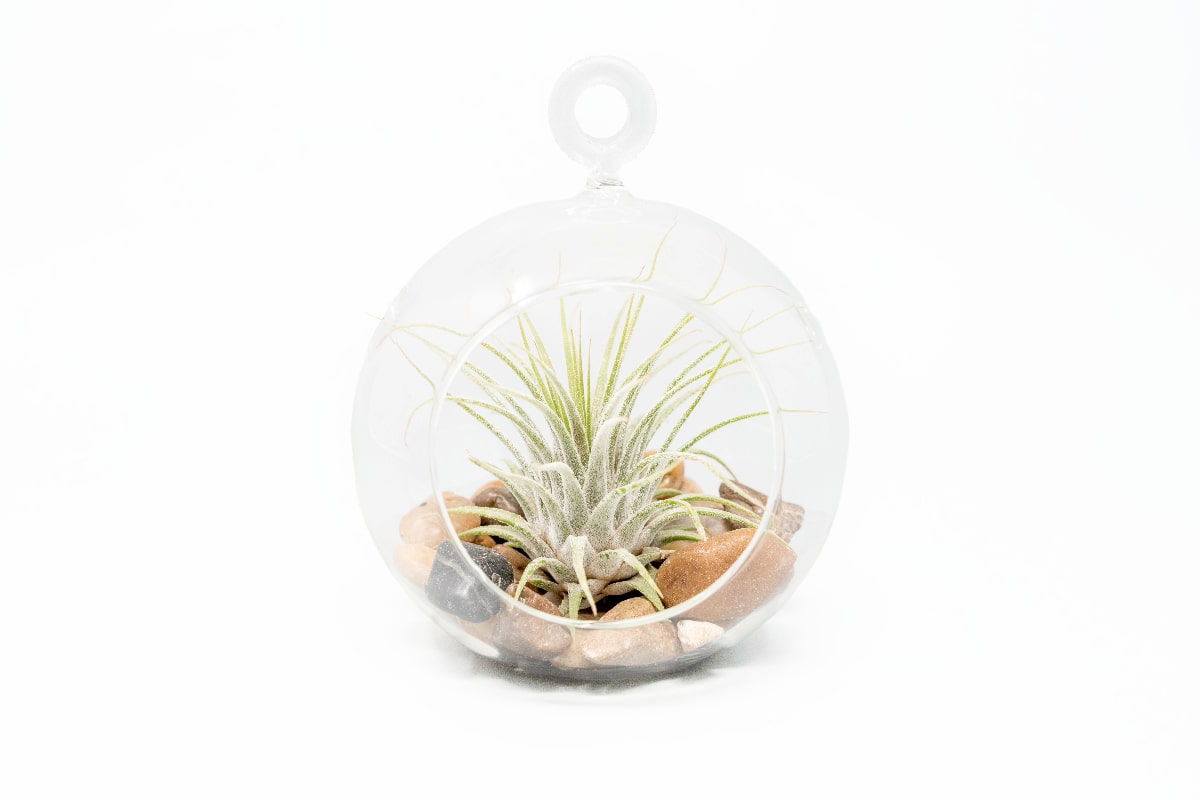 Terrarium Globe with Flat Bottom, Air Plant & River Stones