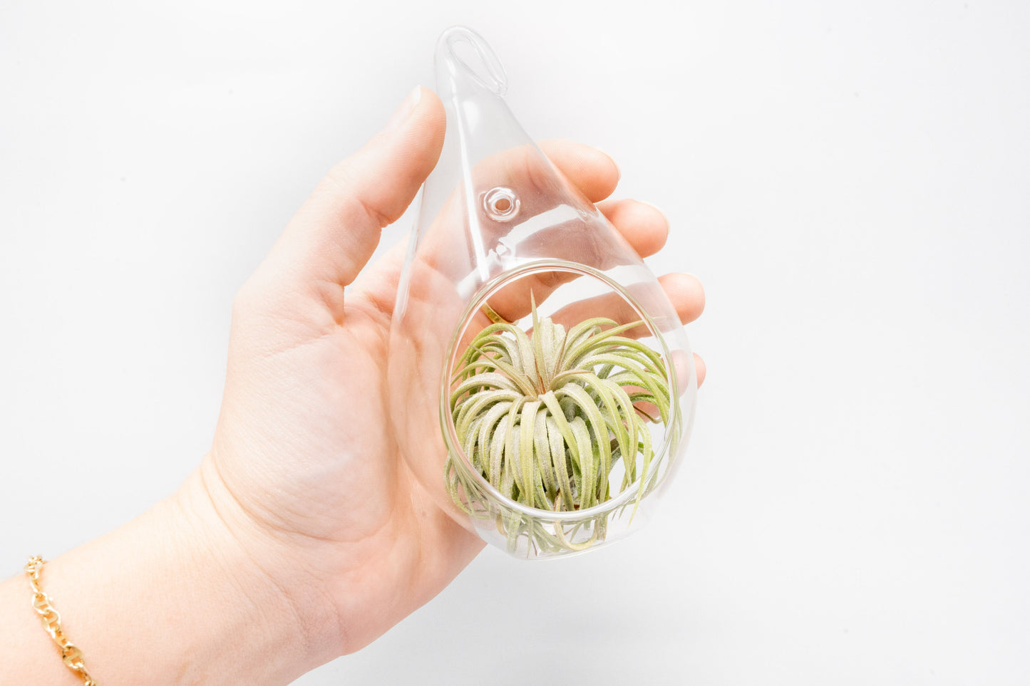 Teardrop Glass Terrariums