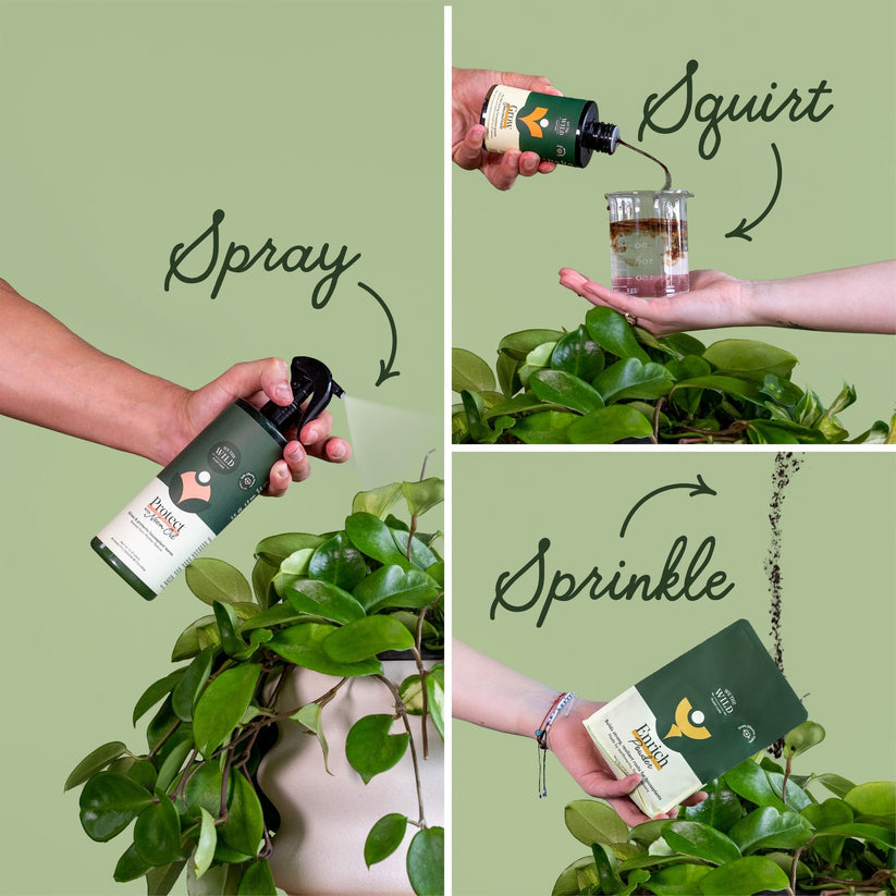 Essential Houseplant Care Kit