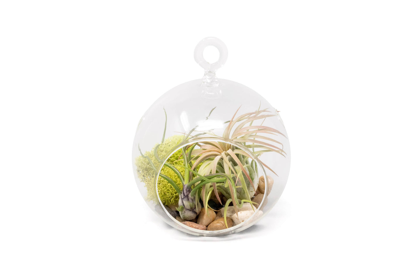 Set of 2 Stunning Hanging Glass Terrariums with Flat Bottoms