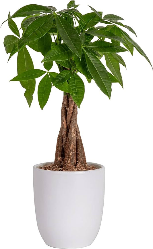 Money Tree